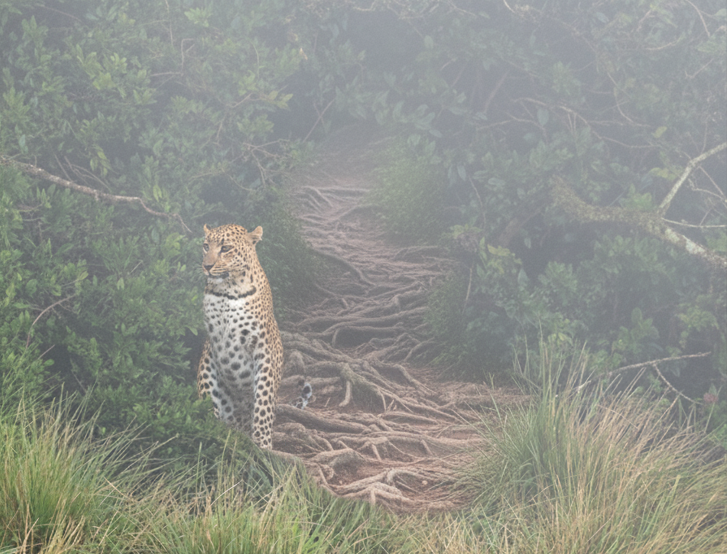 Horton Plains National Park