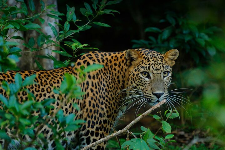 15 Days Nature & Culture Eco Tour